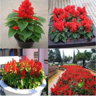 Cây hoa xác pháo loại 1 nở rực rỡ, cây đơn thân dễ chăm sóc, sống thời gian dài, trồng trang trí sân vườn