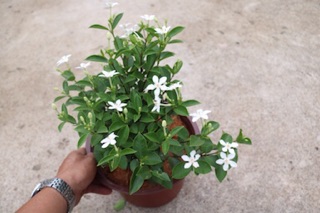 Chậu cây hoa Mai Chỉ Thiên