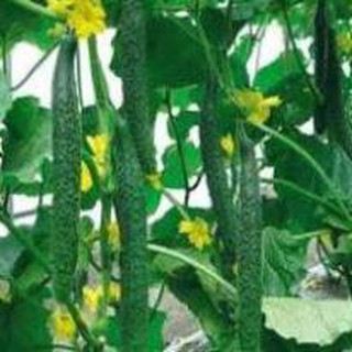 20 hạt giống dưa chuột dài