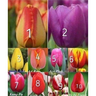 củ gống hoa tuy lip hà lan mixx đủ màu-củ giống