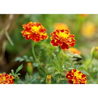 50 Hạt giống hoa Cúc vạn thọ pháp