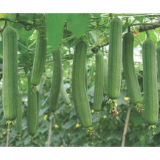 400 hạt giống mướp hương thơm siêu quả năng suất cao