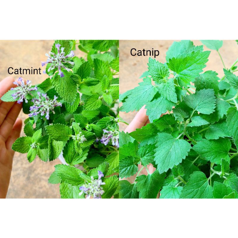 Cây bạc hà mèo catnip nhiều nhánh, chỉ giao từ HN trở vào nam