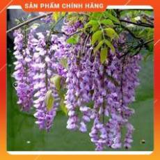 HẠT GIỐNG HOA TỬ ĐẰNG 3H