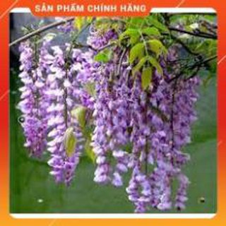 HẠT GIỐNG HOA TỬ ĐẰNG 3H