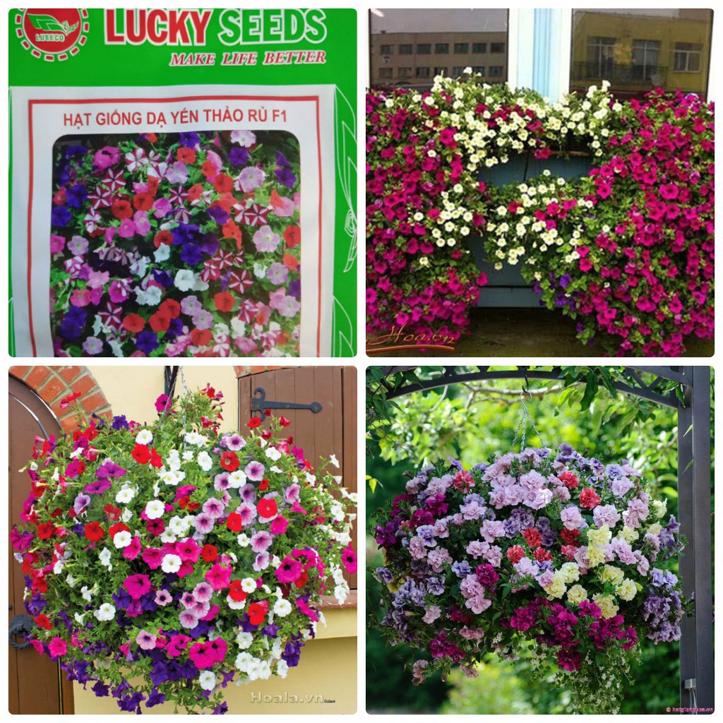 Cung Cấp Hạt Giống Hoa Dạ Yến Thảo Rủ F1 LUCKY SEEDS -20 hạt hạt đẹp