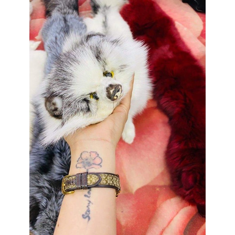 Khăn chồn lông thật