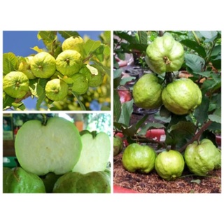 3 cây ổi nữ hoàng ổi lùn siêu quả không hạt