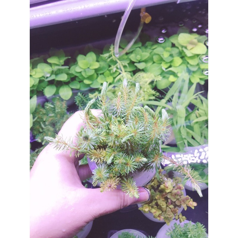 Rotala Wallichi - Luân Thảo Đỏ (Cây Thuỷ Sinh Hậu Cảnh)