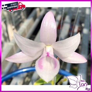 Lan Phi Điệp 🎁Mua 3 Tặng 1🎁 Hồng Mỹ Nhân  [ Cây Giống ]