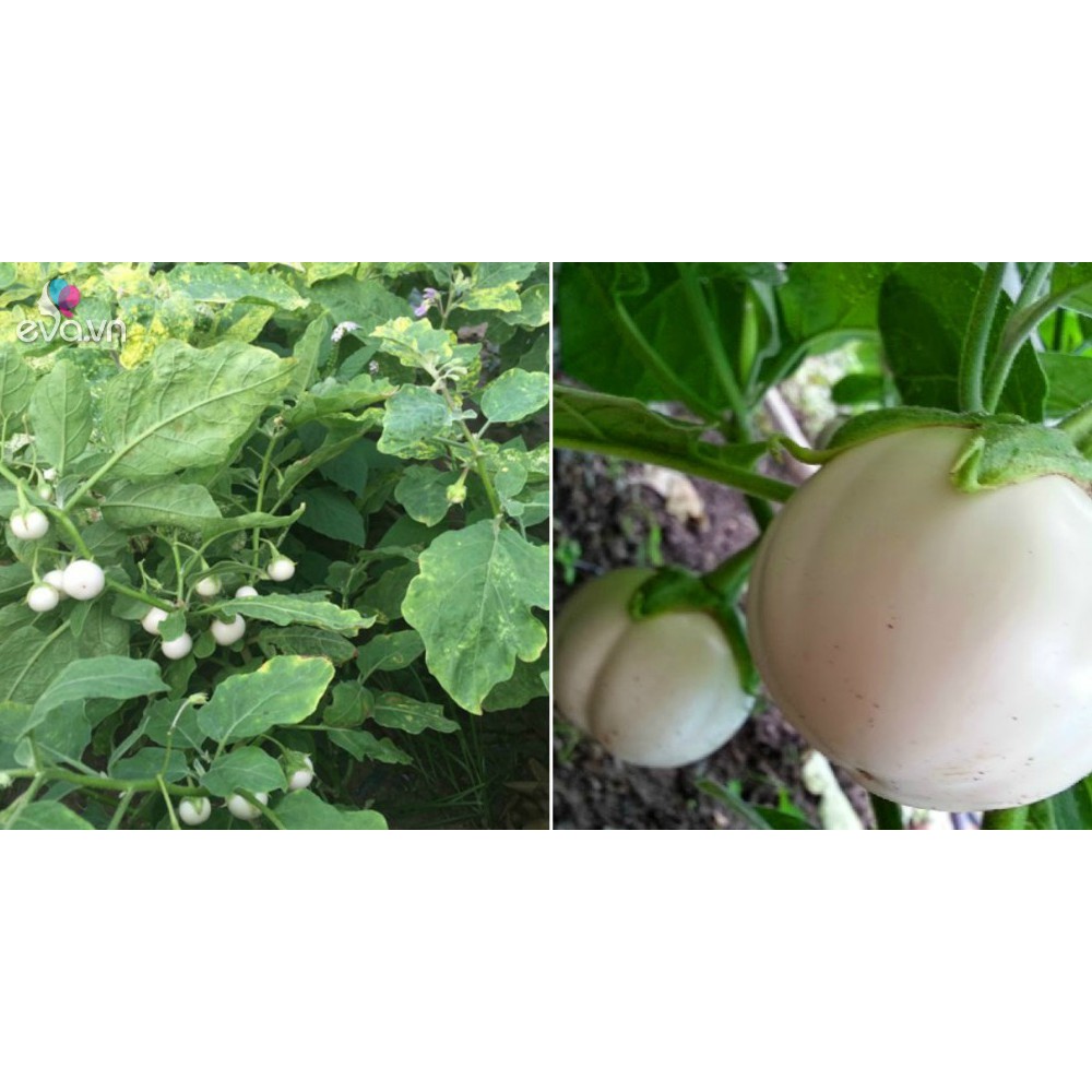 1GR - HẠT GIỐNG CÀ PHÁO TRẮNG
