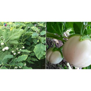 1GR - HẠT GIỐNG CÀ PHÁO TRẮNG