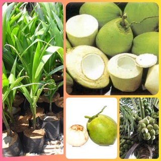 Cây dừa xiêm dứa lùn- dừa dứa thái lan giống bến tre