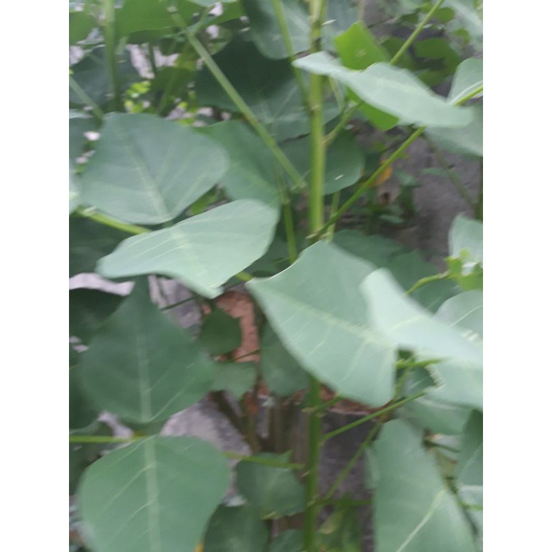 Lá vông tươi 1kg