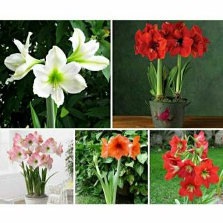 Củ hoa lan Huệ ngậm nụ  các màu