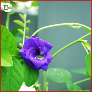 Hạt giống cây hoa đậu biếc (gói 30 hạt) hoa xanh tím giống nhập khẩu chất lượng tỉ lệ nảy mầm cao - QD32