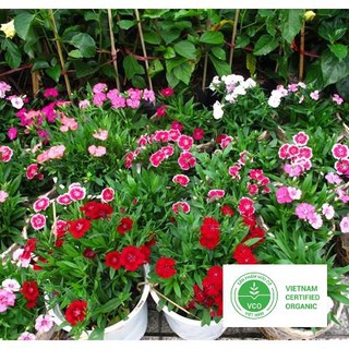 100 Hạt giống Cẩm chướng đơn (tặng gói Kích nẩy mầm và Hướng dẫn) THUTHUY