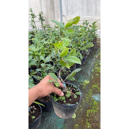 Hoa mai Cúc Tiên Ông_cây ghép chuẩn
