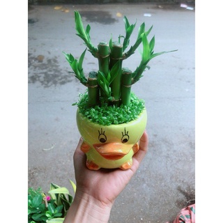 Chậu Trúc Phát Tài(chậu đa dạng)