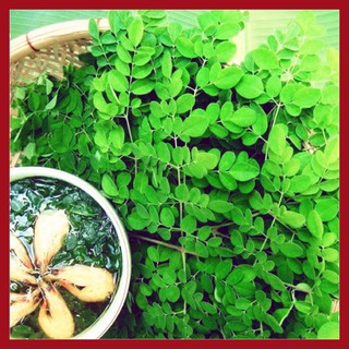 Hạt giống rau Chùm ngây (25 hạt)