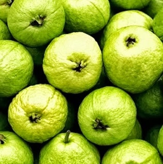 Cây giống ổi Đông Dư