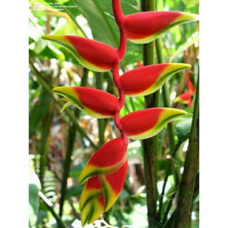 Chuối pháo.... chậu lớn