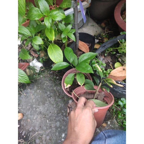 cây hoa lan tỏi giống