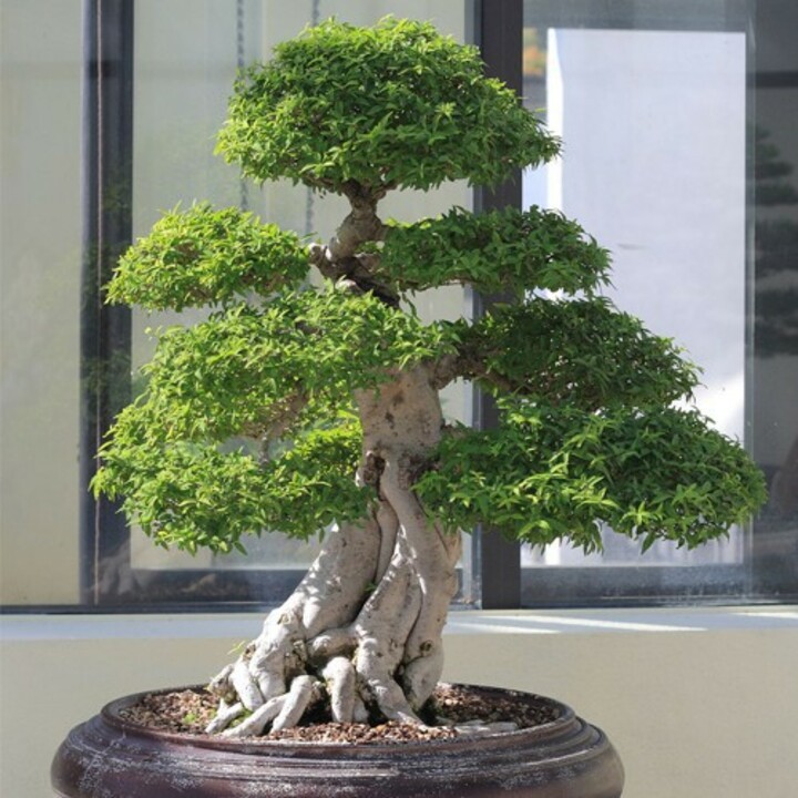 BẦU CÂY MAI CHIẾU THỦY (MAI TRẤN THỦY, MAI TRÚC THỦY ) VƯỢNG PHONG THỦY CÂY GIỐNG