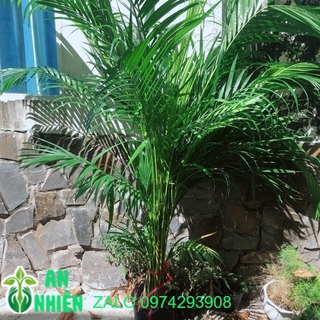 Bụi Cau Kiểng (chỉ giao hoả tốc)