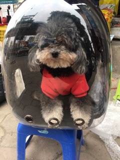 Ba Lô phi hành gia cho mèo