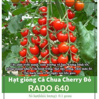 Hạt Giống Cà Chua Cherry Đỏ 640 (70 hạt)