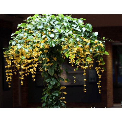 Caykiengsadec - Lan Hoàng Dương Chuỗi ngọc hoa vàng - Cây cảnh sân vườn