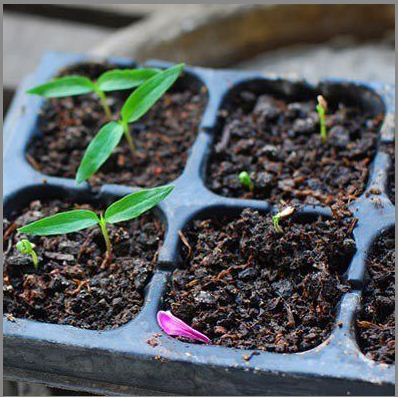 Hạt giống ớt ngũ sắc  - TẶNG kèm 3 viên nén ươm hạt giống