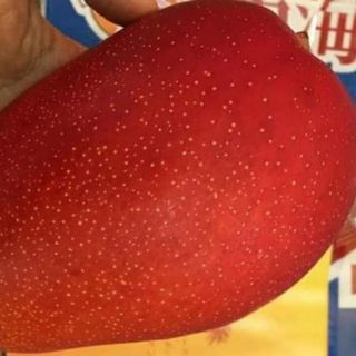 CÂY GIỐNG XOÀI ĐỎ NHẬT BẢN