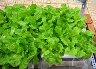 Hạt giống xà lách dún vàng
