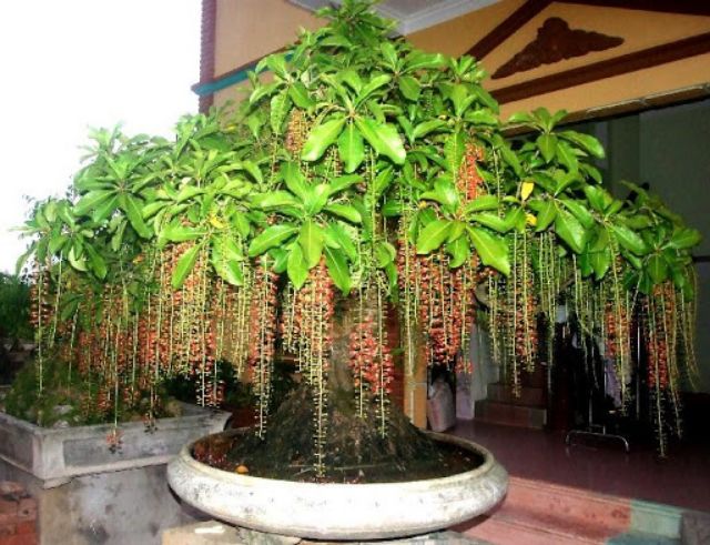 Cây lộc vừng... siêu hoa