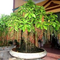 Cây 🌲 lộc vừng... siêu hoa... đang hoa