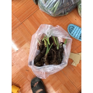 môn rừng kiểng lá 10 củ