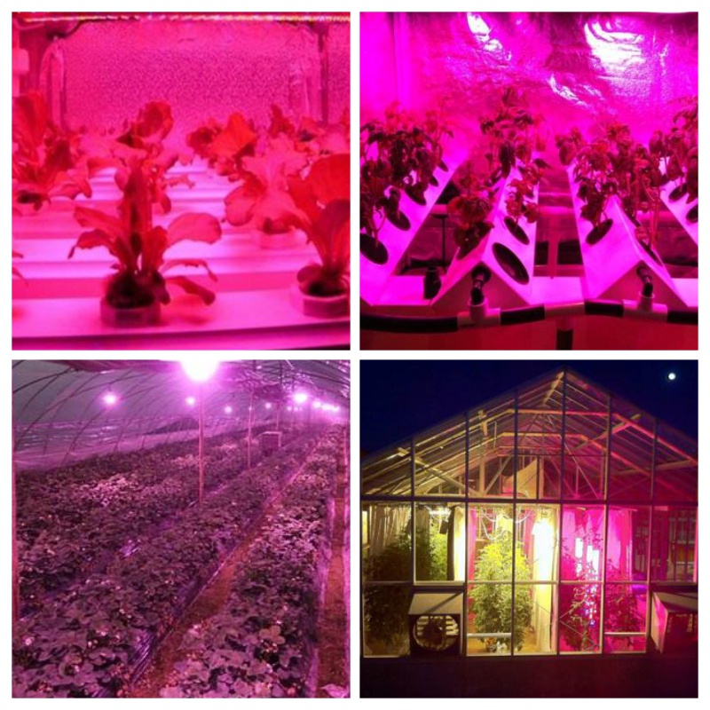 Bóng Đèn Led Trồng Cây Thủy Canh E27 E14 GU10 MR16 G5.3 220V 3w 4w 5w