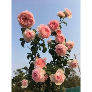 Cây hoa hồng Mon Coeur