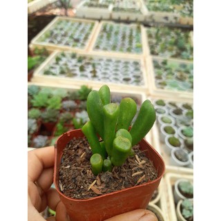 Sen đá ống điếu Hoa Đá BMT