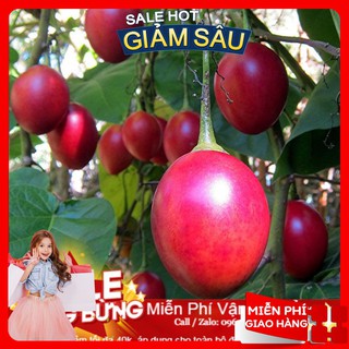 Hạt Giống Cà Chua Thân Gỗ - 4 Hạt / Gói ( Hàng Loại 1 )