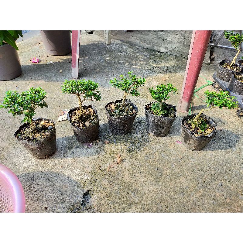 Bon sai sam hương 10- 15cm