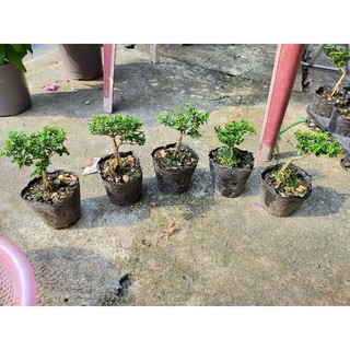 Bon sai sam hương 10- 15cm