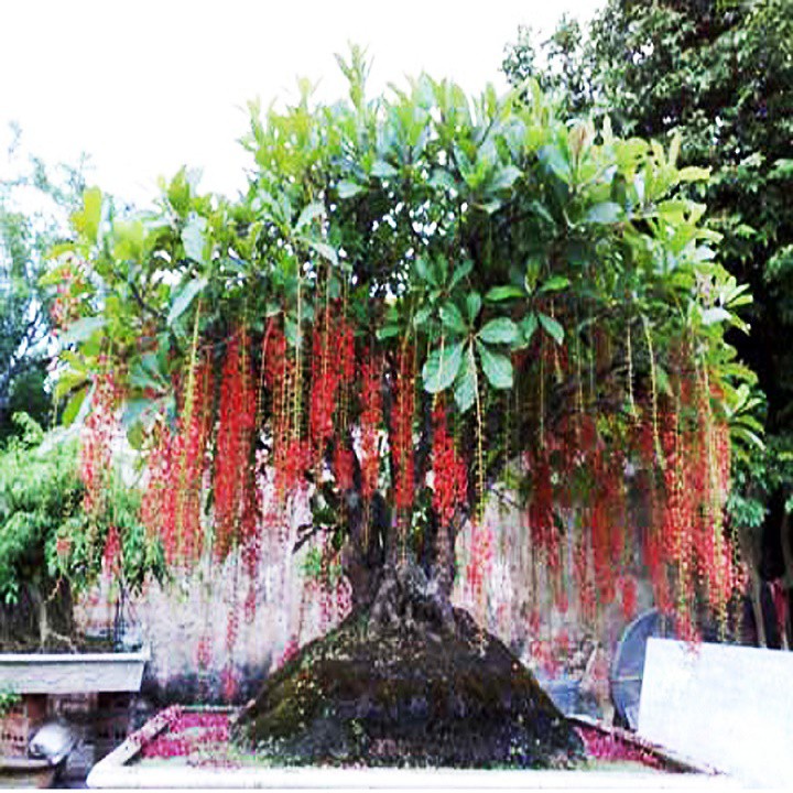 Cây Lộc Vừng - cây cảnh trong nhà