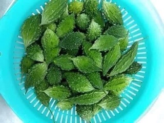 Hạt giống Khổ qua rừng