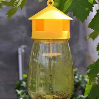 Lồng bẫy ruồi vàng và chất dẫn dụ