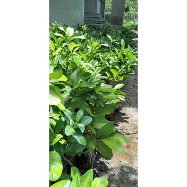Cây giống chanh bông tím