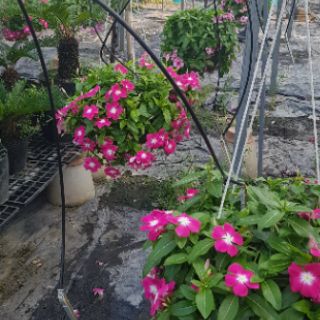 Dừa Cạn Siêu Hoa, Hàng Chịu Nắng Cao