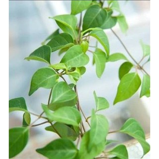 Hạt Giống lá giang